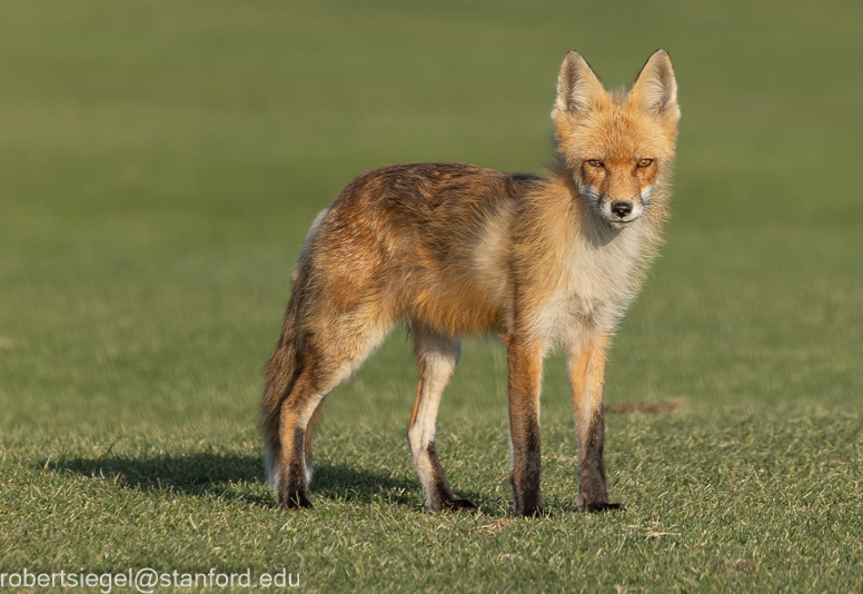 red fox